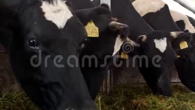 农场上的奶牛吃草，在摊位上吃青贮饲料，特写镜头，农场上的奶牛，农业，工业，母牛
